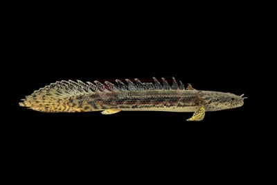 Polypterus Ansorgii, 1 stk., Polypterus Ansorgii 
20cm
Yderst sjælden i handel