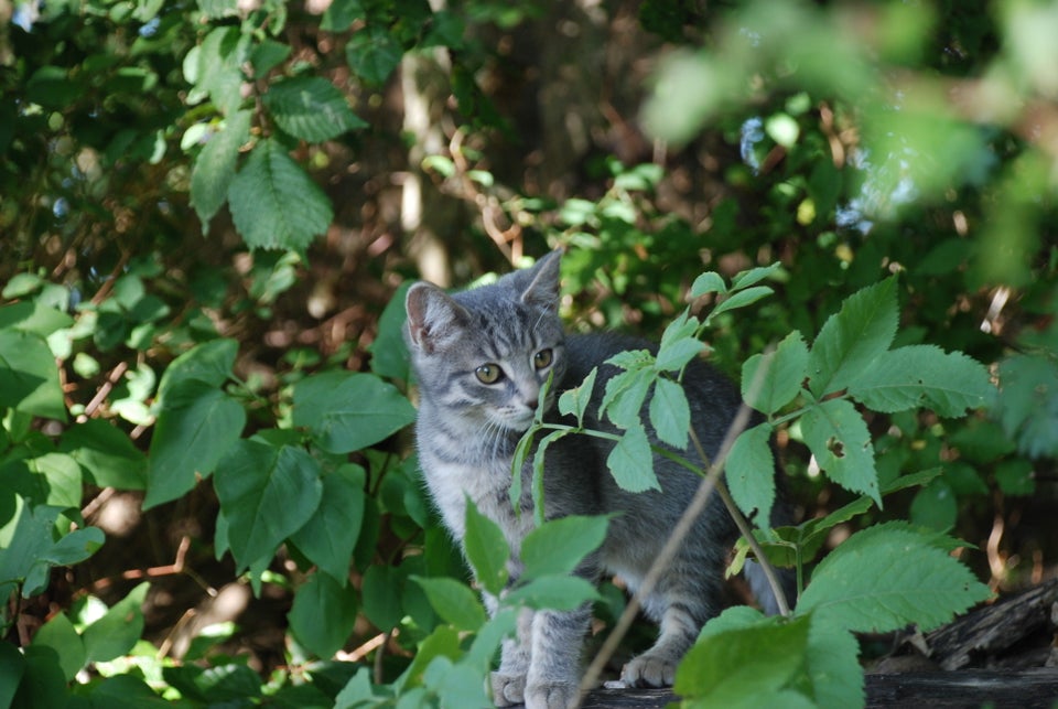 Hunkilling, British shorthair blanding, 11 uger