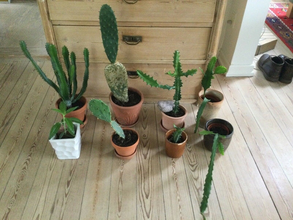 Kaktus/sukkulent , Bladkaktus/ Opuntia/ Euphorbia /Nilgud – dba.dk Køb og Salg af Nyt Brugt