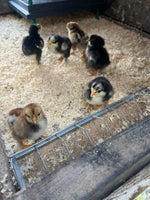 Kyllinger, 10 stk.