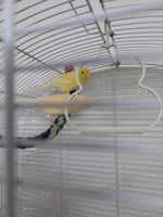 Kanariefugl, 1 år