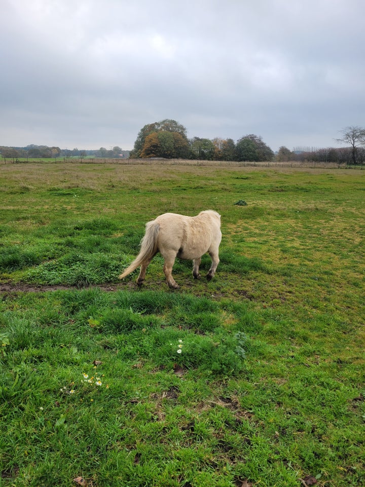 Shetlandspony, hoppe, 8 år