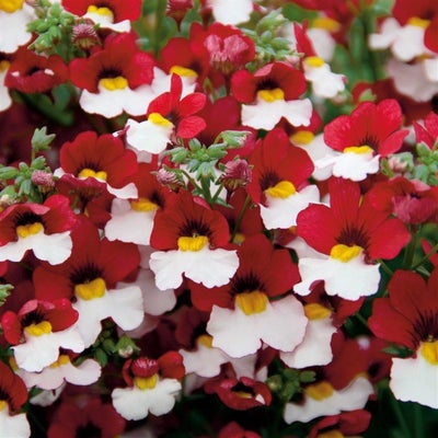 Sommerfugle blomst - rød & hvid - 100 frø, Sommerfugle blomst - rød & hvid - 100 frø
Nemesia Strumos