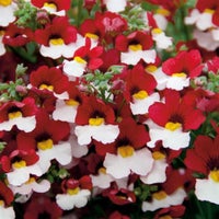 Sommerfugle blomst - rød & hvid - 100 frø