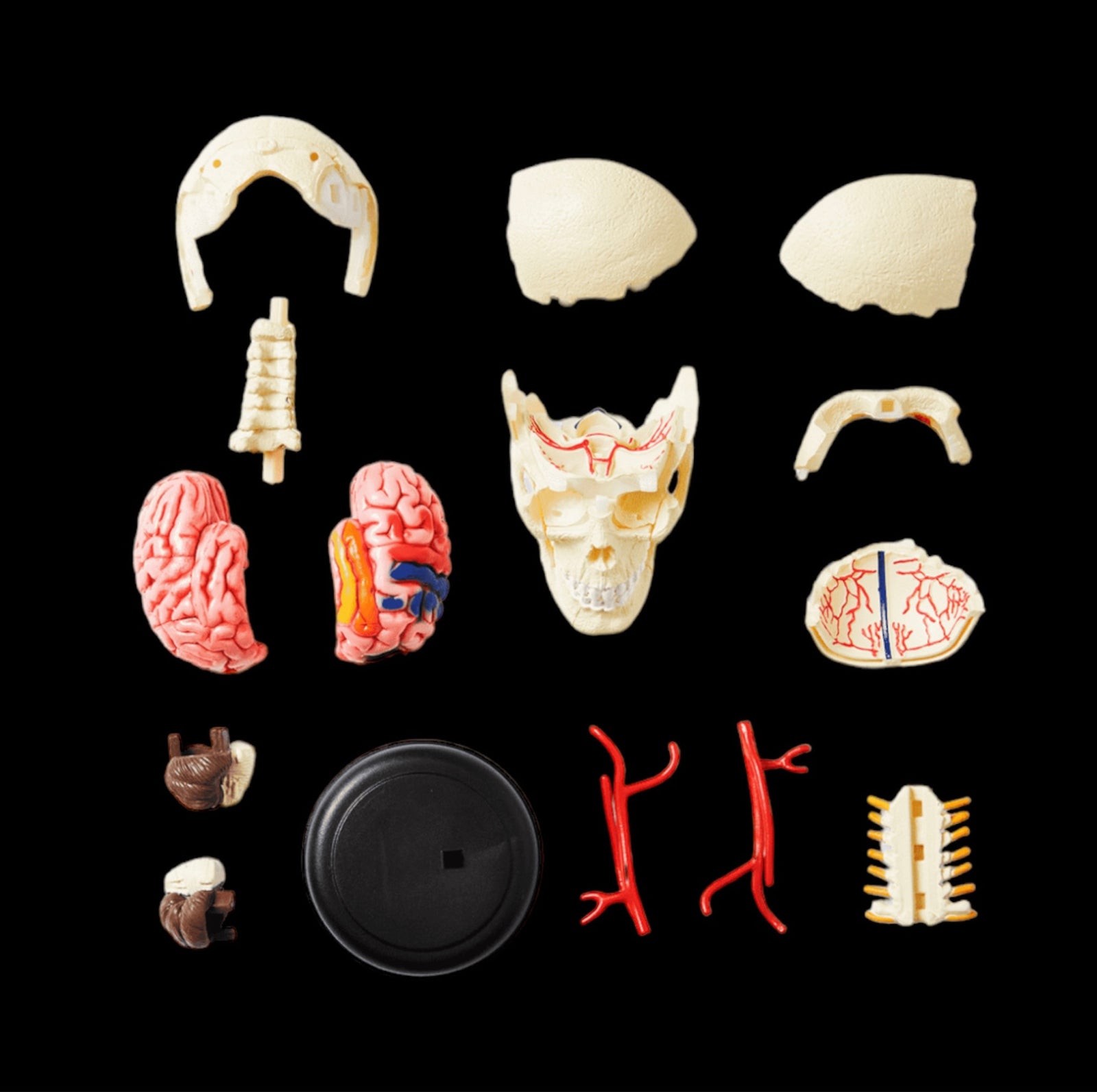 Andet legetøj, 3 d anatomisk model kranium skull 8+, Samle