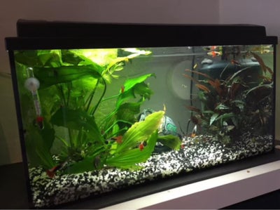 Akvarium, 54 liter, b: 60 d: 30 h: 30, Fint akvarium med fisk (2 kampfisk og nogle sugemaller ) grus