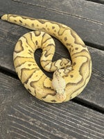 Slange, konge python