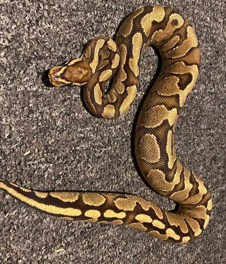 Slange, Div konge python