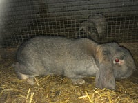 Kanin, Fransk vædder, 0 år