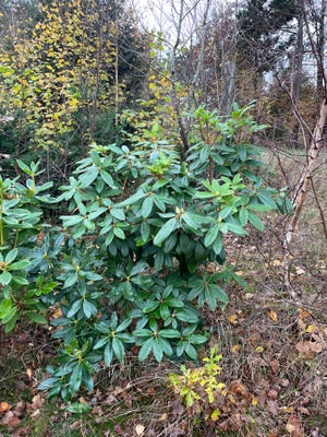 Busk stedsegrøn, Rododendron, Fin sund plante i violet 140 cm. 