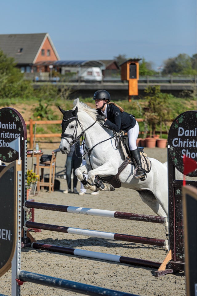 Dansk Sports Pony (DSP), hoppe, 14 år