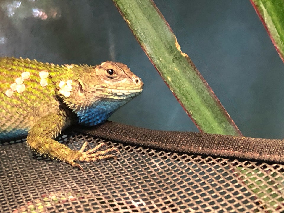 Leguan, Tornhale Leguan, Emerald Swift