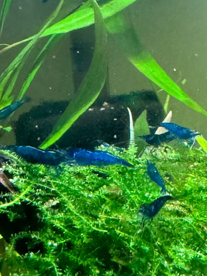 Neocaridina blue dream