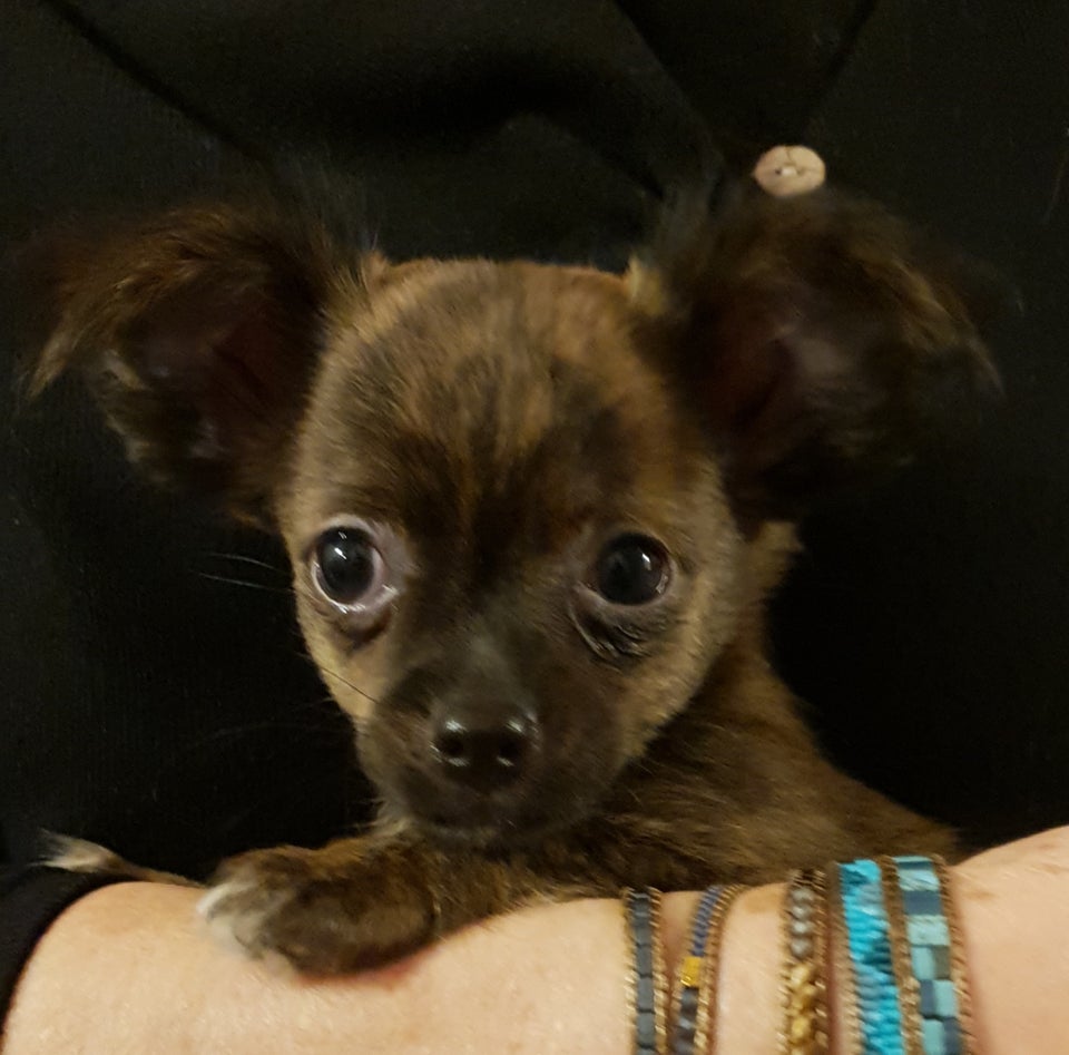 Chihuahua