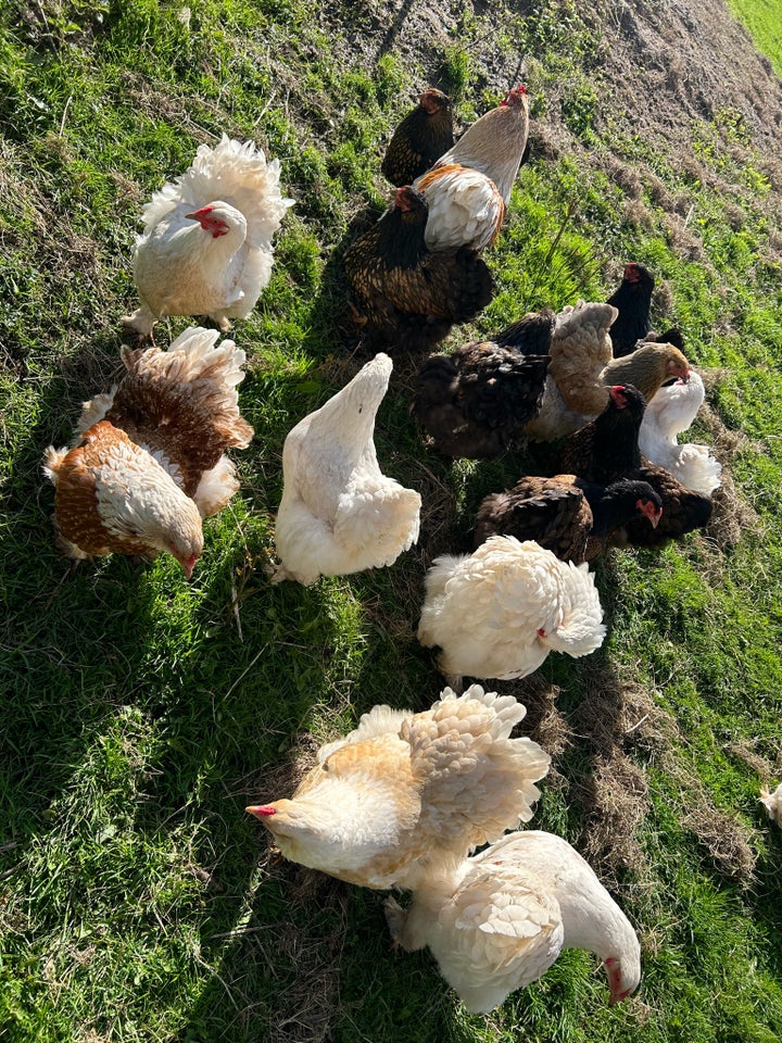 Kyllinger, 9 stk.