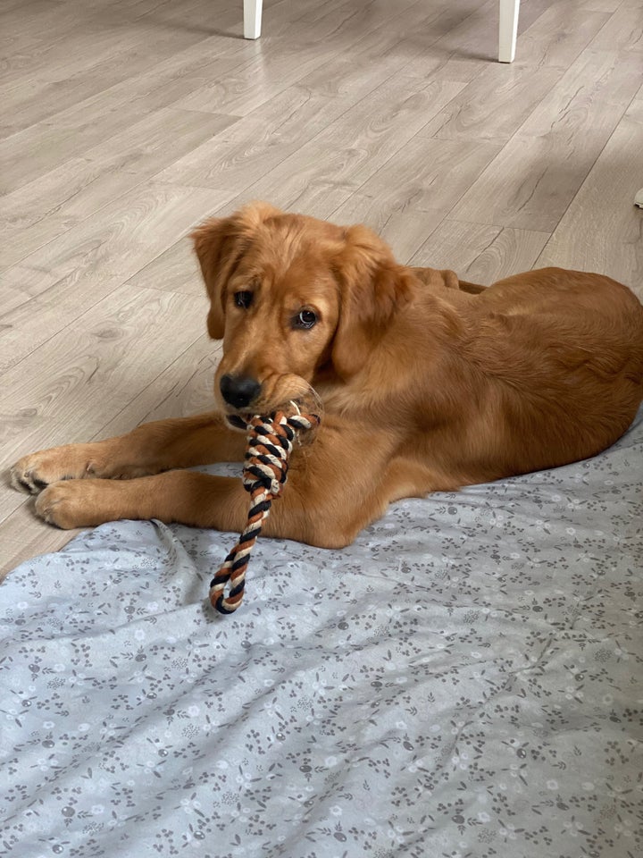 Golden Retriever, hvalpe, 8 mdr.