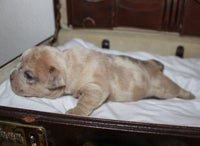 Mini bulldog hvalpe søger kærligt hjem, hvalpe, 4 uger