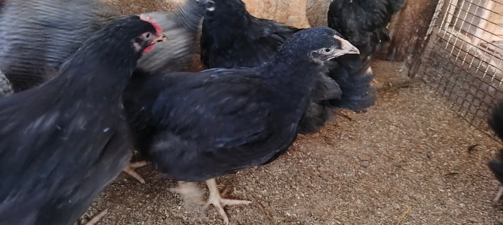 Kyllinger, 14 stk.