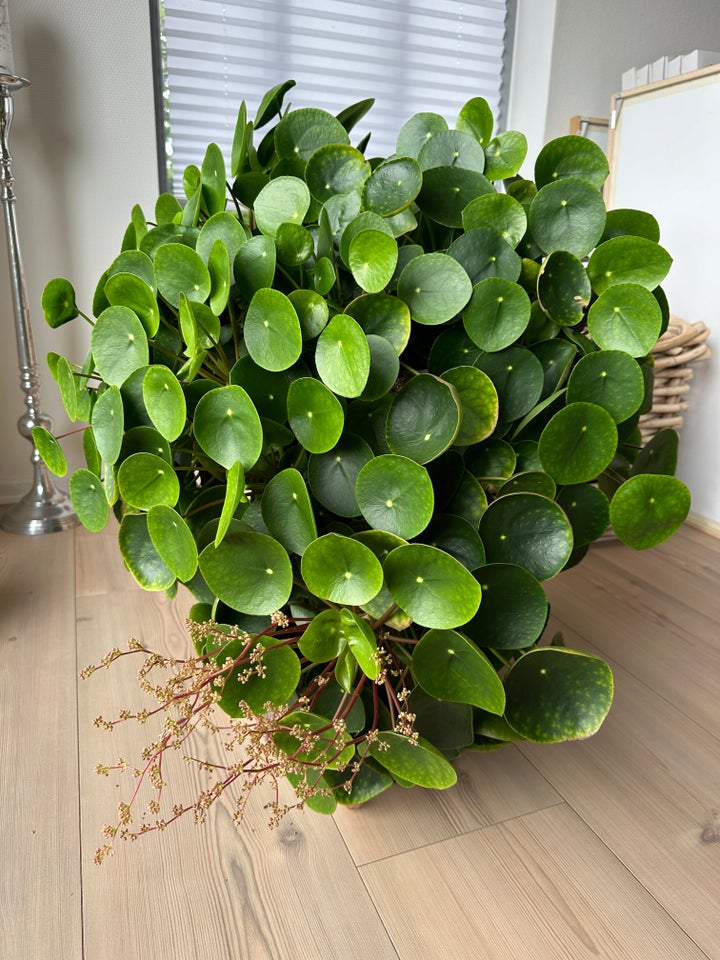 Stueplante, Pilea