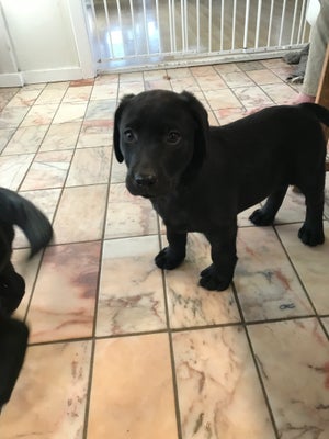 Labradorer , hvalpe, 8 uger , salgklar Nu, Super dejlige labrador hvalpe med godt temperament . De e