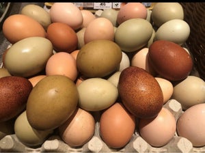 Æg Dyr Køb på DBA