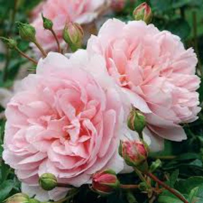 Rose, Wildeve, En meget smuk og duftende, fyldt rose fra David Austin. Den har sartrosa blomstre som