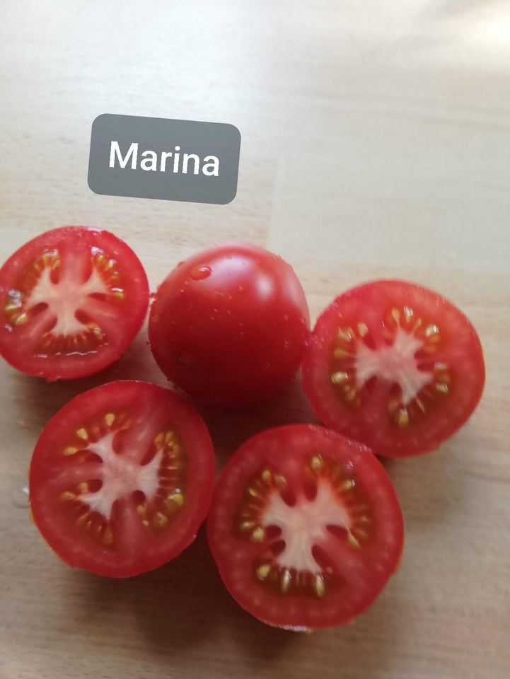 Tomatplanter, frøstabile, flere sorter