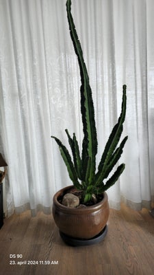 Stueplante, Kandelabertræ, Euphorbia Ingens, kaktus, Velplejet 11-årig Euphorbia Ingens (Kandelabert