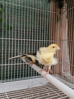 Kanariefugl, Kanarie fugle, 1 år