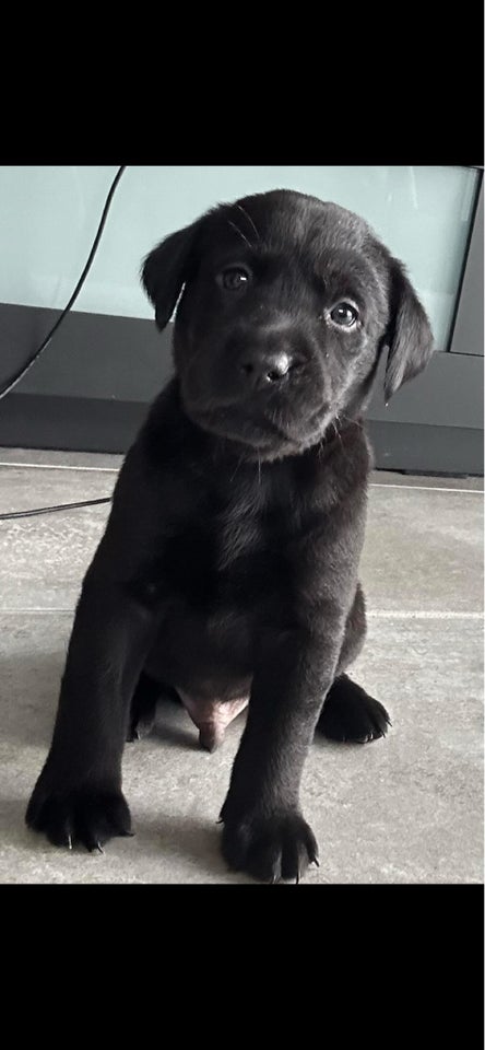 Labrador , hvalpe, 5 uger