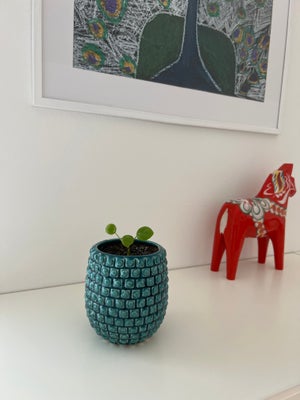 Stueplanter , Pilea, Sund lille Pilea sælges i potte. Skal afhentes i Albertslund 