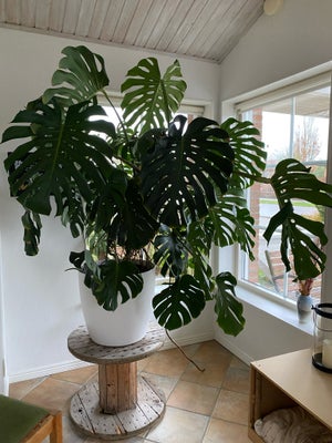 Stueplante, Monstera deliciosa, Flot stor plante. Nem at holde. Den er ca 180 cm høj og 140 bred.
Da