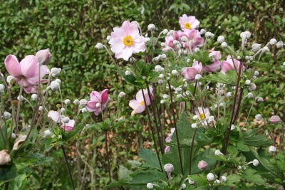 Staude, Høstanemoner, flotte kraftige barrodsplanter, Rosa høstanemoner.
15 kr for en barrodsplante,