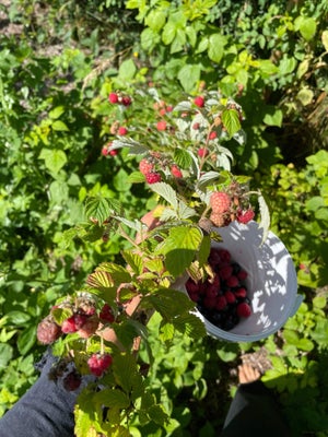 Hindbær, Jeg har nogle hindbærskud som giver super lækre og velsmagende sommerhindbær ofte med hindb