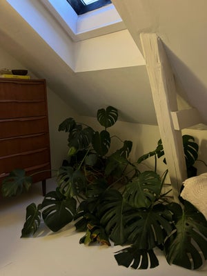 Monstera, Stor planter med krukke 