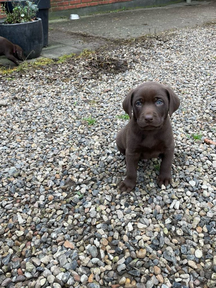 Labrador / Weimaraner, hvalpe, 8 uger