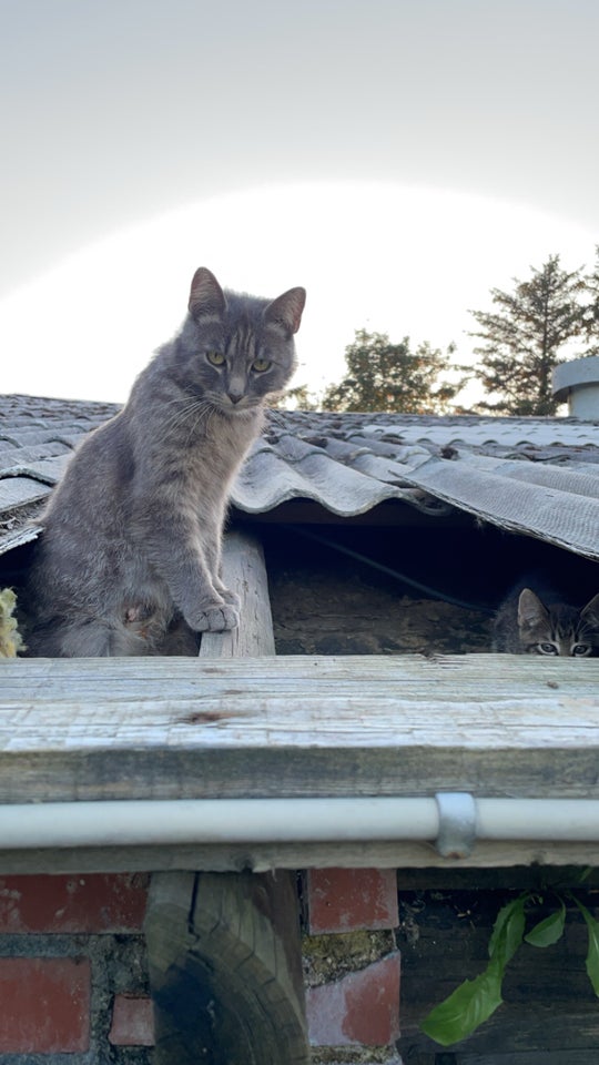 Hunkat, Staldkat, 2 år