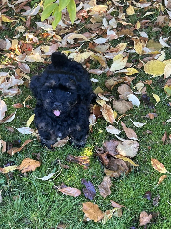 Bichon Havanais, hanhund, hvalp