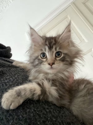 Flere killinger, MAINE COON, 12 uger, Verdens lækreste Maine Coon killinger af meget flotte Maine Co