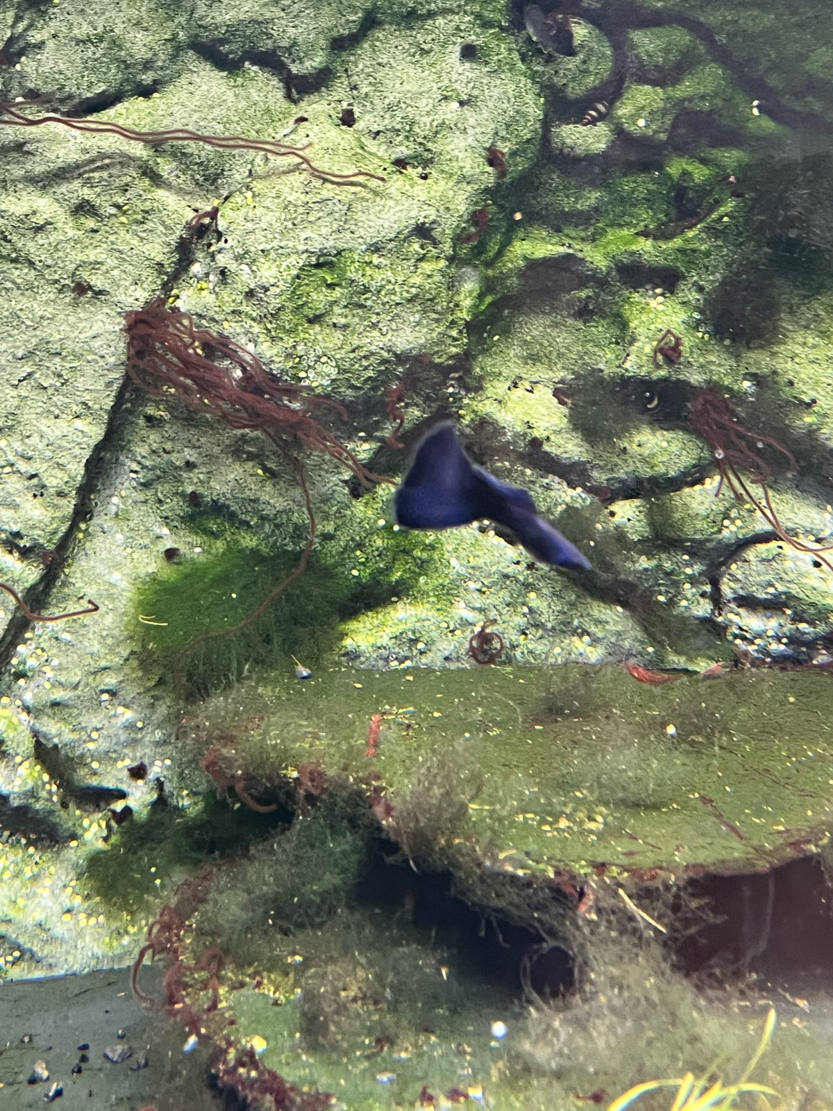 Blue moscow guppy, 50 stk.