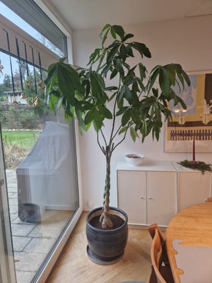 Potteplante, Stor potteplante fra Ikea gives væk. Potte medfølger ikke. Højde ca 220, bredde ca 150.