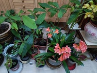 Forskellige, Orkideer, Clivia