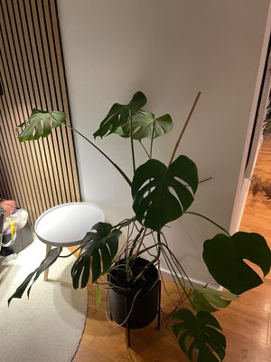 Monstera, 110cm høj. Potten følger ikke med. 