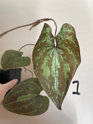 Andet krybdyr, terrarieplanter, Diverse stueplanter / terrarieplanter

Nr 1-2: Dioscorea discolor- 2