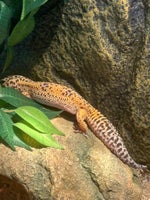Gekko, Leopard gekko
