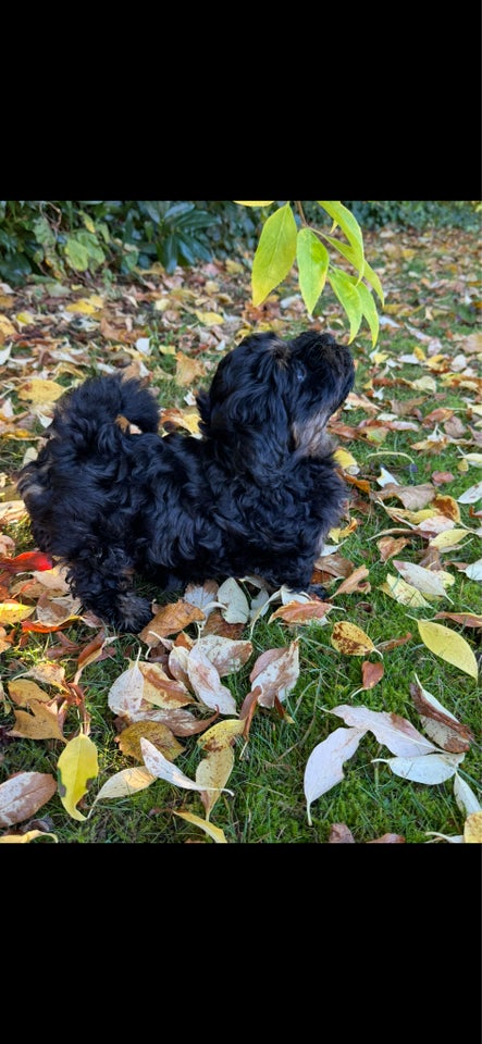 Bichon Havanais, hanhund, hvalp