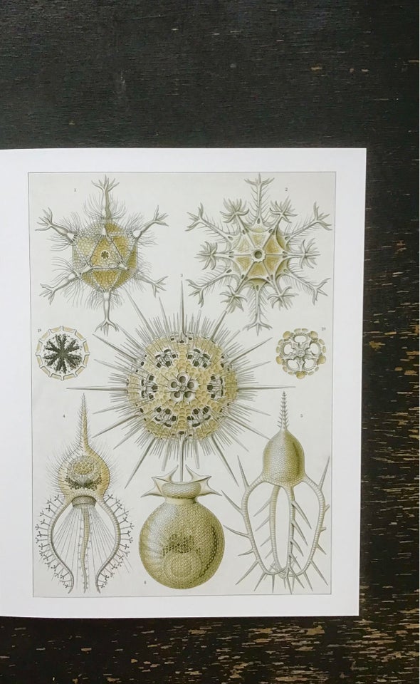 Plakat, naturvidenskab, Haeckel