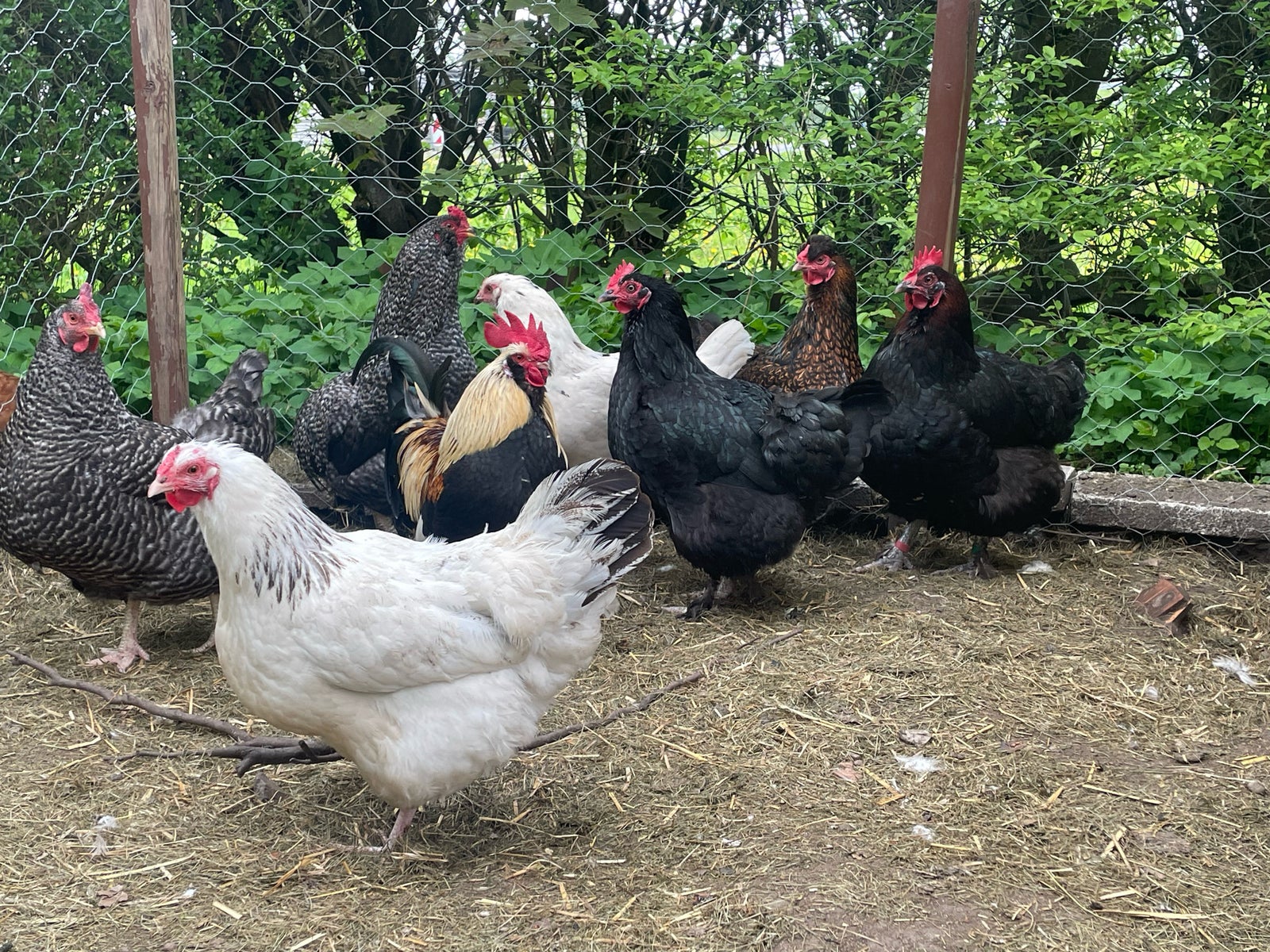 Kyllinger, 10 stk.