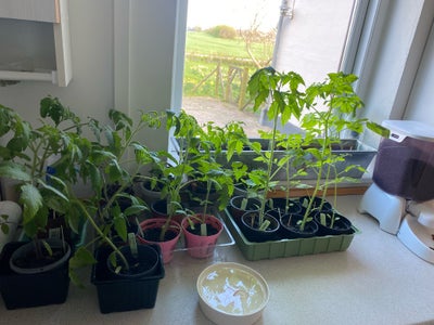 Tomatplanter, Special tomatplanter til salg og snart klar til udplantning.

Har fået sået for mange,