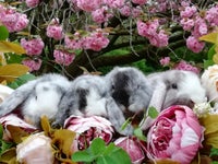 Kanin, Dværgvædder, i Sort/Hvid og Brun/Hvid Japaner